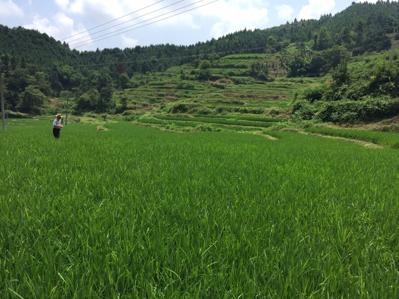 麻陽米米生態(tài)農(nóng)業(yè)科技有限公司,富硒大米價格,糙米批發(fā),麻陽大米加工,發(fā)芽糙米,芽米茶,營養(yǎng)粉